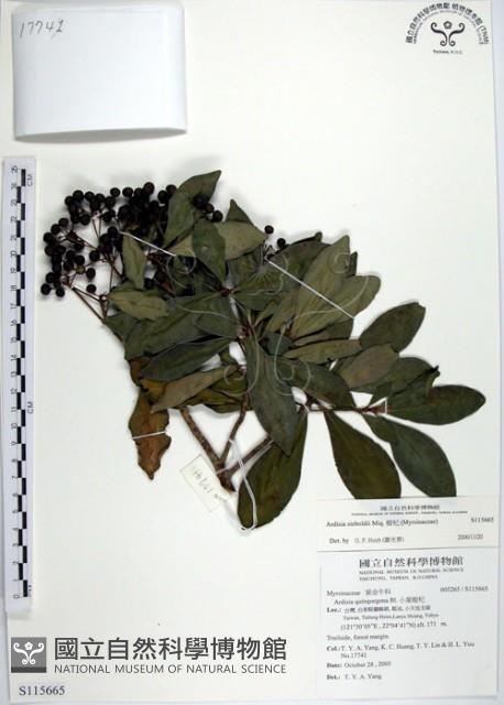 樹杞藏品圖，第1張