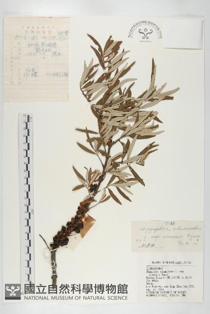 醋柳藏品圖，第1張