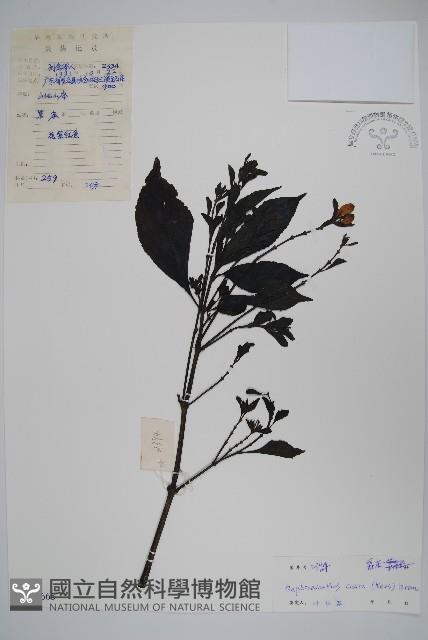 馬藍藏品圖，第1張