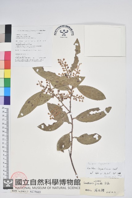 芳香白珠藏品圖，第1張