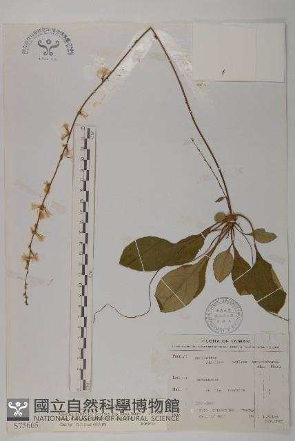 臺灣鬼督郵藏品圖，第1張