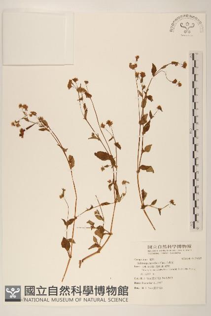 小米菊藏品圖，第1張