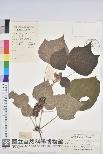 白背葉藏品圖，第1張