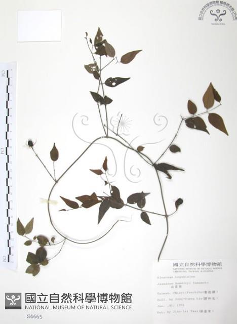 山素英藏品圖，第1張