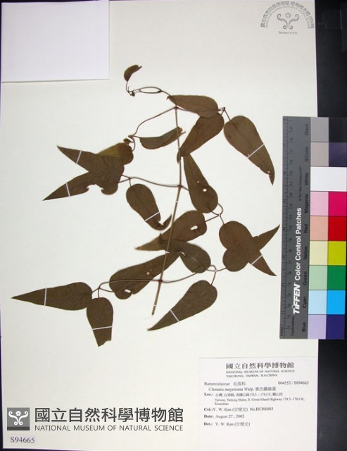 麥氏鐵線蓮藏品圖，第1張