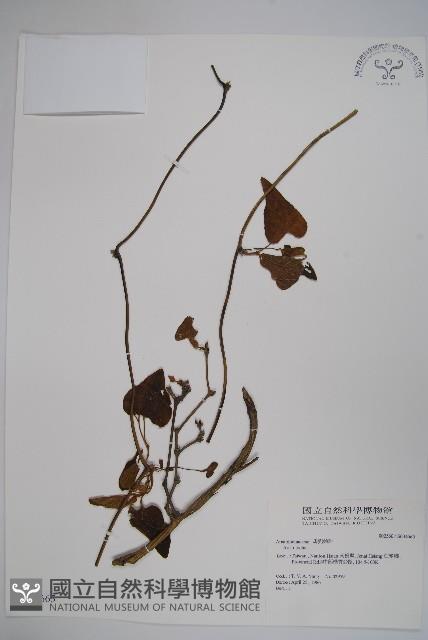 登錄號:S034665藏品圖，第1張