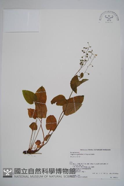 登錄號:S074665藏品圖，第1張