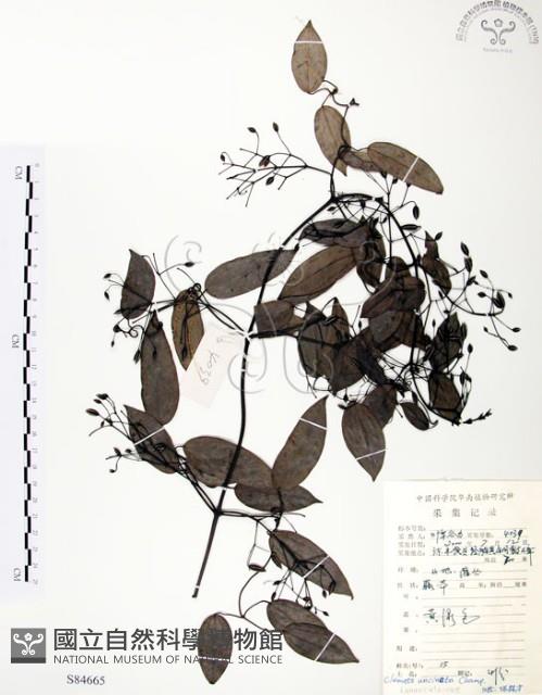 柱果鐵線蓮藏品圖，第1張