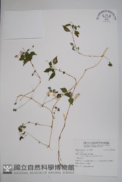 登錄號:S123665藏品圖，第1張