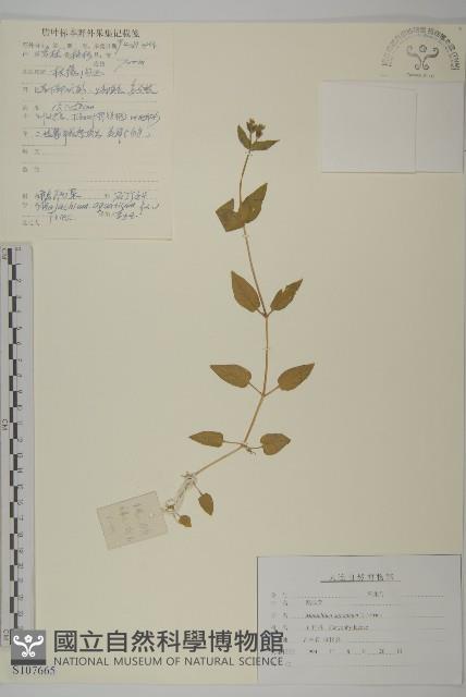 牛繁縷藏品圖，第1張