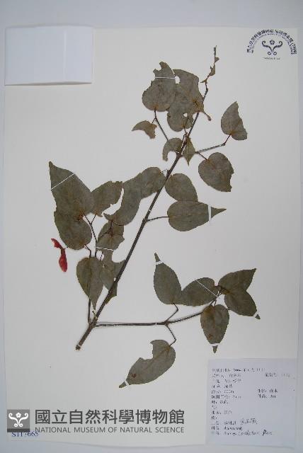 紫槭藏品圖，第1張