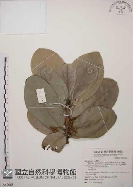 大葉山欖、臺灣膠木藏品圖，第1張