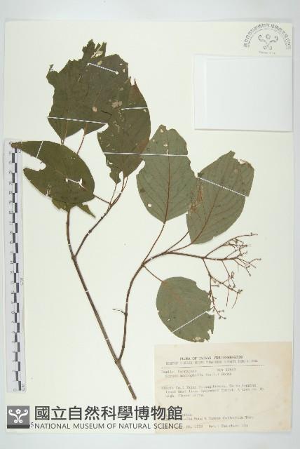 梜木藏品圖，第1張