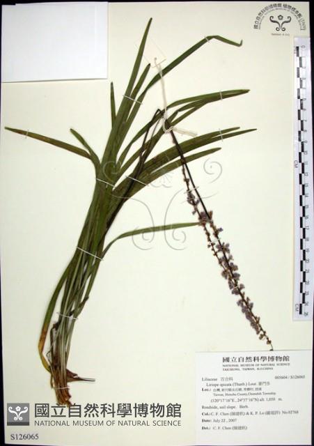 麥門冬藏品圖，第1張