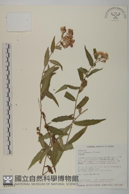 臺灣馬蘭藏品圖，第1張