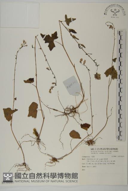 登錄號:S136065藏品圖，第1張