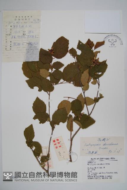 虎榛子藏品圖，第1張