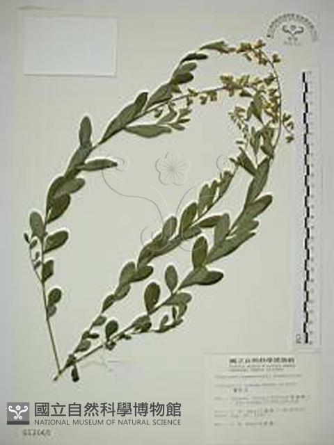 響鈴豆藏品圖，第1張