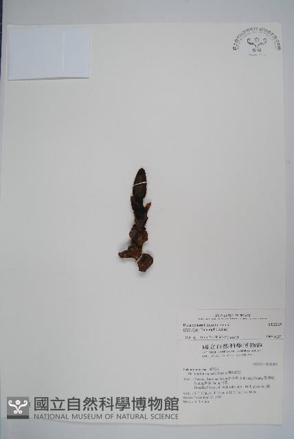 穗花蛇菰藏品圖，第1張