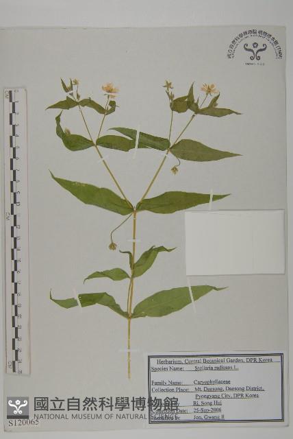 垂梗繁縷藏品圖，第1張