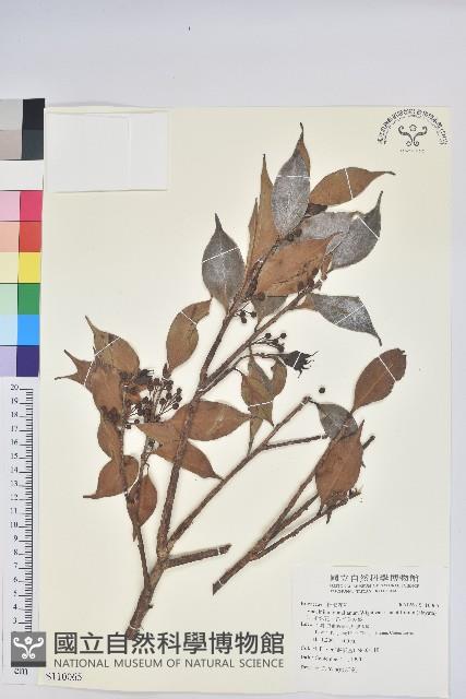 珍珠花、長尾葉越橘藏品圖，第1張