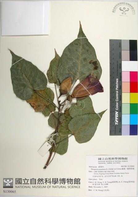 繖楊、截萼黃槿藏品圖，第1張