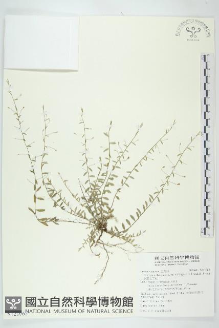 狹葉土丁桂藏品圖，第1張