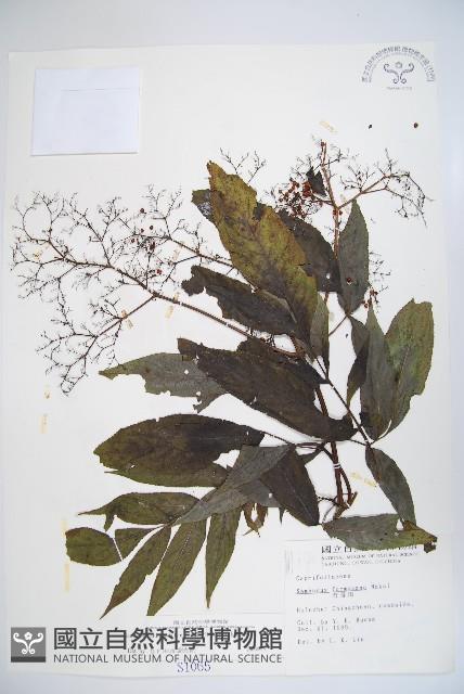 冇骨消藏品圖，第1張