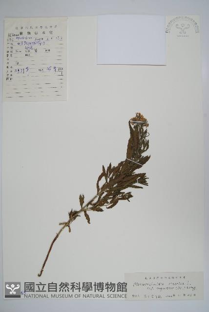 砂引草藏品圖，第1張