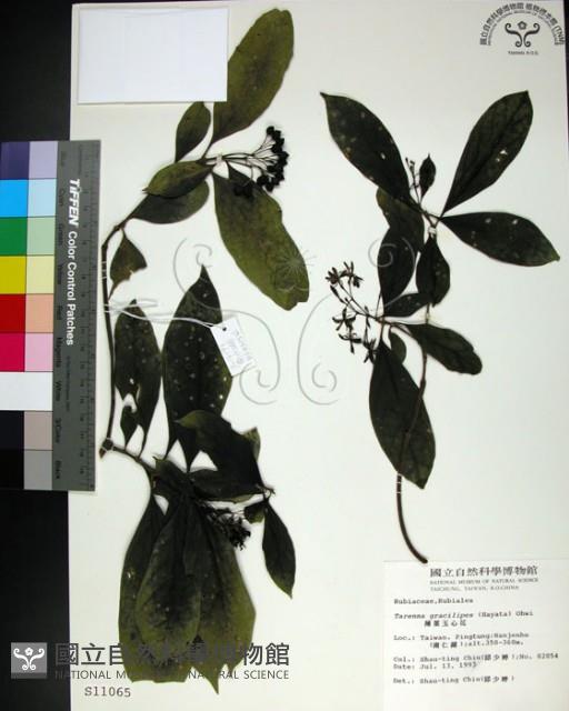 薄葉玉心花藏品圖，第1張