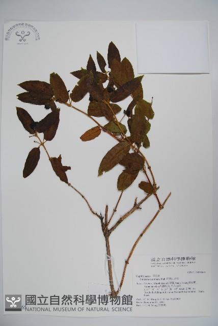 阿里山忍冬、漸尖葉忍冬藏品圖，第1張