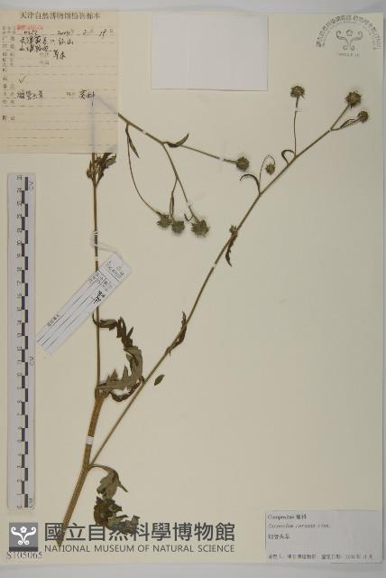 杓兒菜藏品圖，第1張