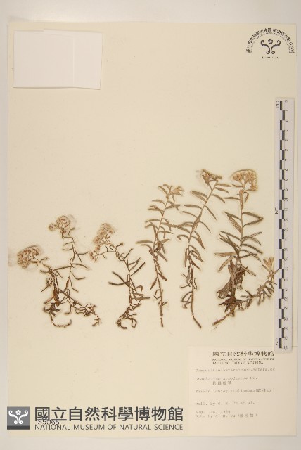 秋鼠麴草藏品圖，第1張