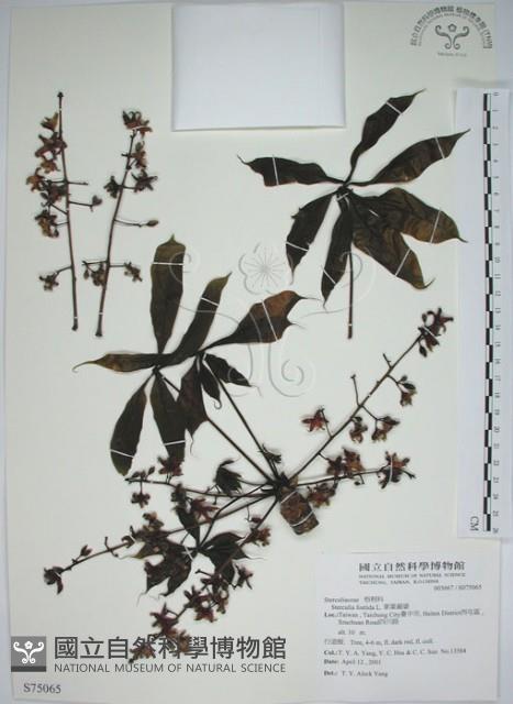 掌葉蘋婆藏品圖，第1張