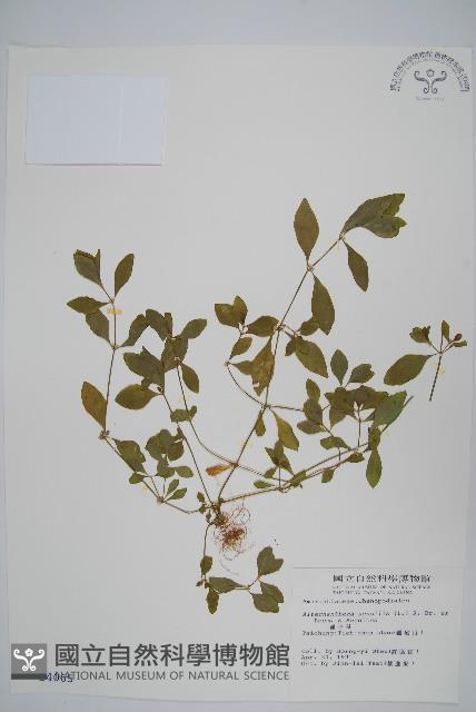 蓮子草藏品圖，第1張