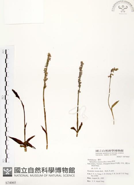 綬草藏品圖，第1張