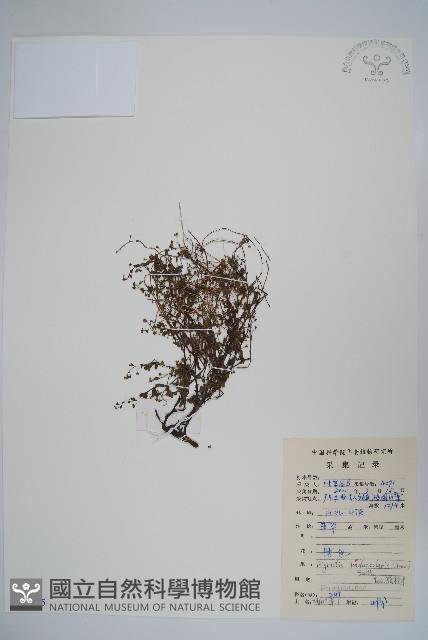 附地菜藏品圖，第1張