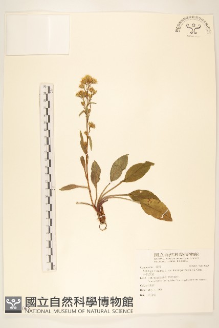 一枝黃花藏品圖，第1張