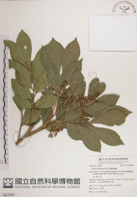 蘭嶼樹蘭藏品圖，第1張