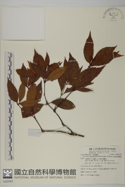 海南草珊瑚藏品圖，第1張