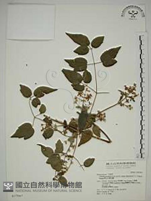 梨山小蓑衣藤藏品圖，第1張