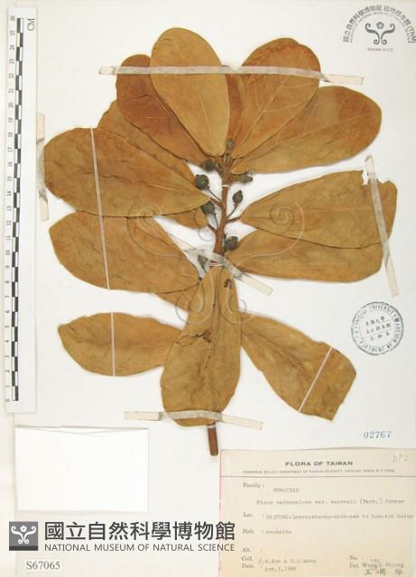 鵝鑾鼻蔓榕藏品圖，第1張