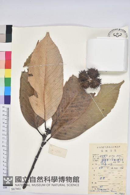 鉤栲藏品圖，第1張