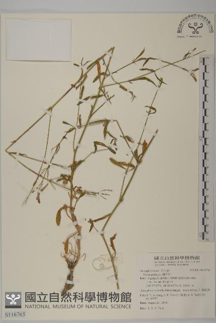 匙葉麥瓶草藏品圖，第1張