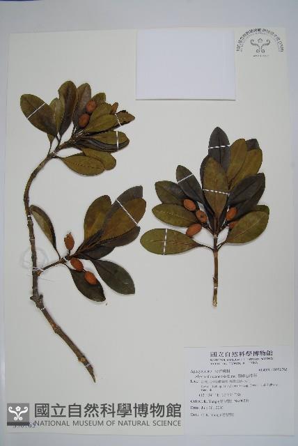 蘭嶼念珠藤藏品圖，第1張