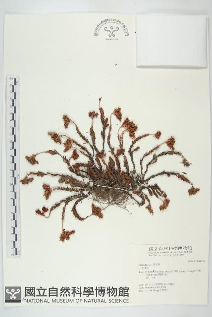 登錄號:S036765藏品圖，第1張