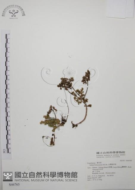 台灣佛甲草、石板菜藏品圖，第1張