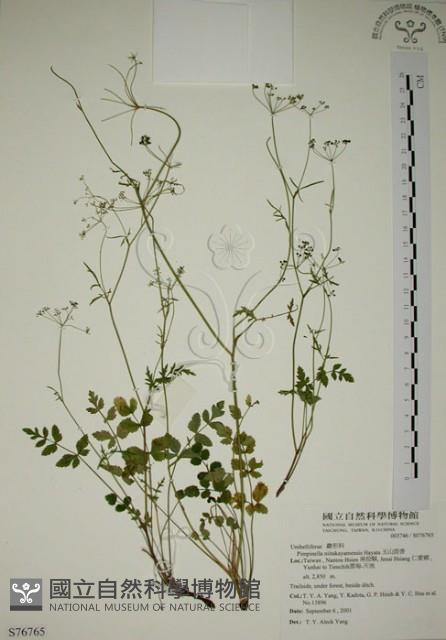 玉山茴香藏品圖，第1張