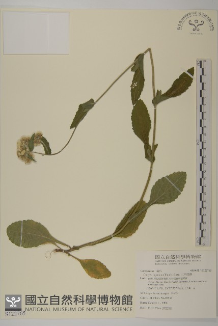 日本假蓬藏品圖，第1張