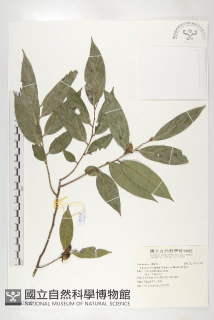 軟毛柿藏品圖，第1張